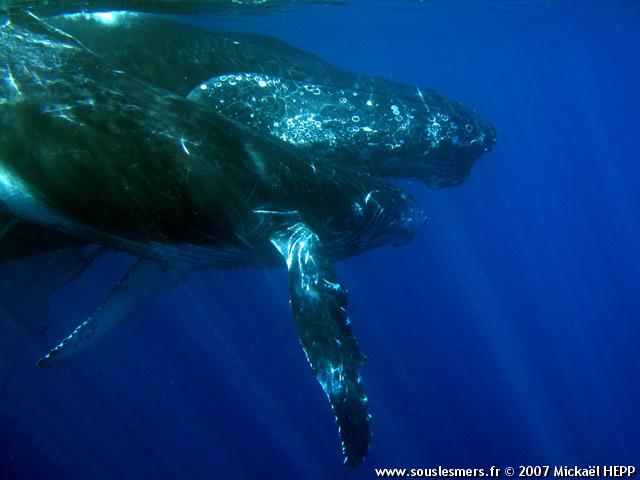 Megaptera novaeangliae - baleine  bosse
