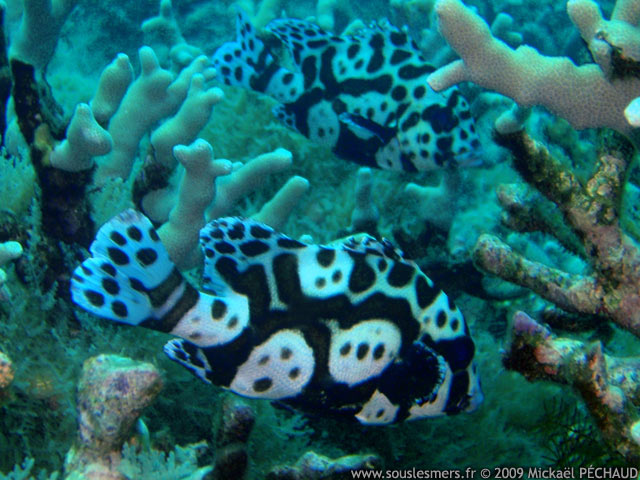 Plectorhinchus chaetodonoides - diagramme arlequin
