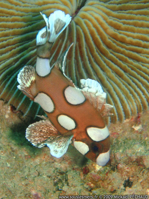 Plectorhinchus chaetodonoides - diagramme arlequin