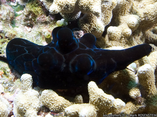 Coriocella nigra - coriocelle noire