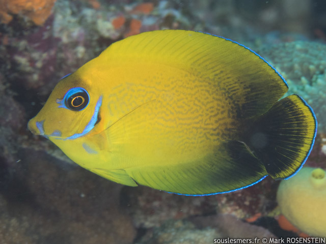 Acanthurus pyroferus - chirurgien porteur de feu
