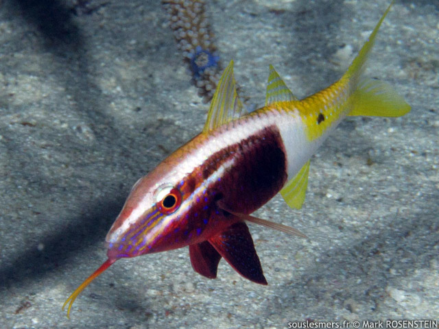 Parupeneus barberinoides - rouget bicolore