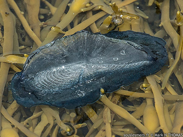 Velella velella - vlelle