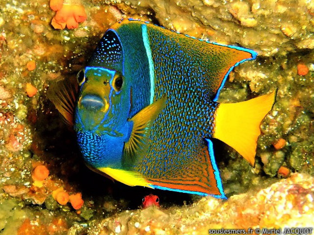 Holacanthus passer - poisson-ange roi