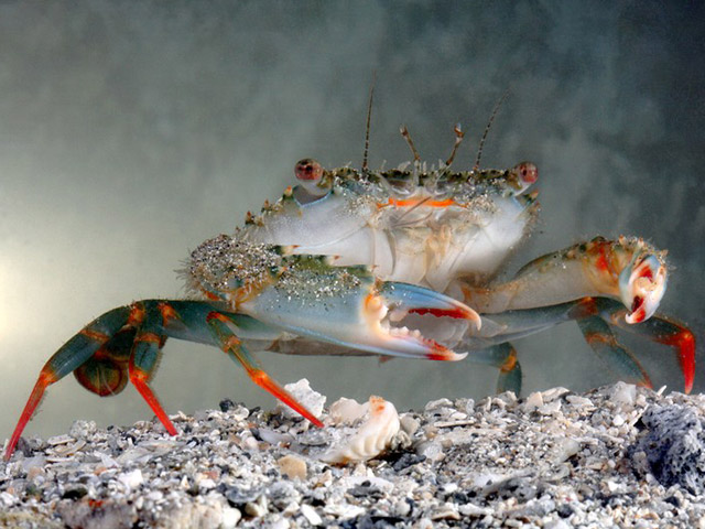 Charybdis (Charybdis) natator - crabe nageur stri