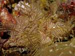 Rhinopias aphanes - rascasse de Merlet : 