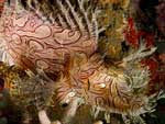 Rhinopias aphanes - rascasse de Merlet : 