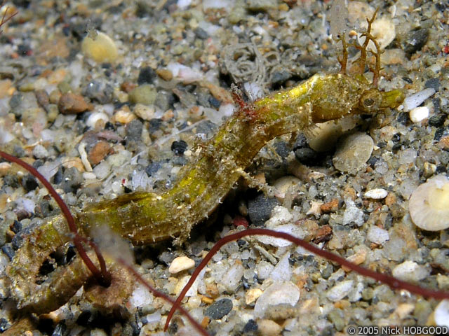 Acentronura tentaculata - pseudo-hippocampe pigme chevelu