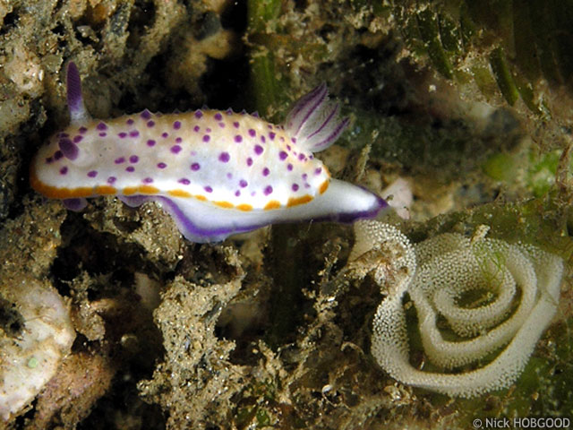 Mexichromis multituberculata - mexichromis  papilles pourpres