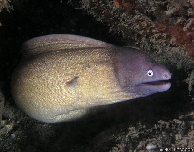 Gymnothorax thyrsoideus - murne  oeil blanc
