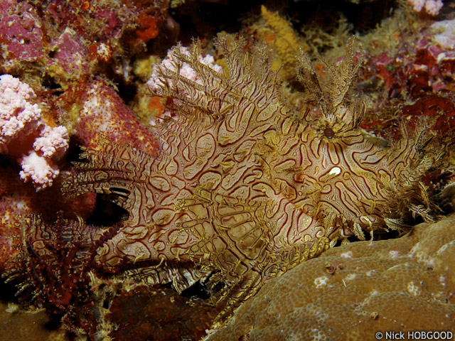 Rhinopias aphanes - rascasse de Merlet