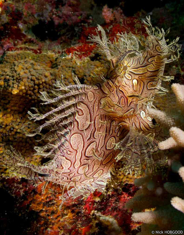 Rhinopias aphanes - rascasse de Merlet