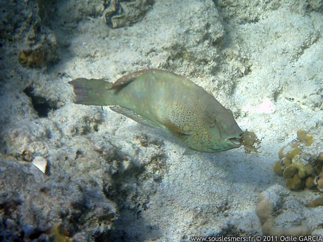 Calotomus viridescens - perroquet moir
