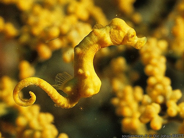 Hippocampus denise - hippocampe Denise
