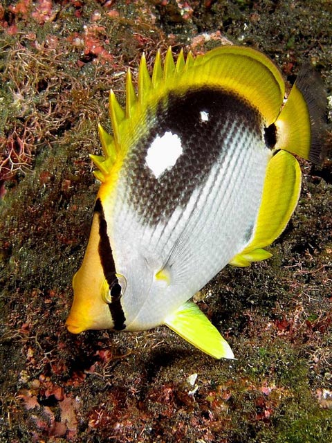 Chaetodon melannotus - poisson-papillon  dos noir