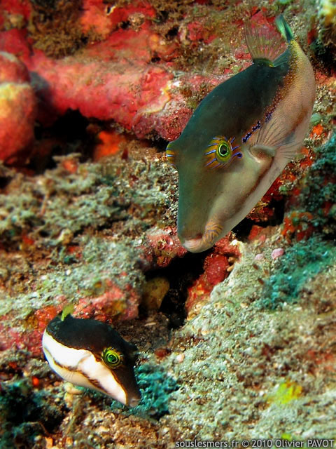 Canthigaster smithae - canthigaster bicolore