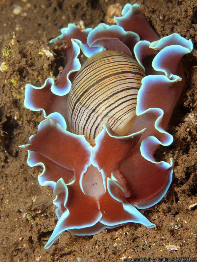 Hydatina physis - bulle  lignes marron