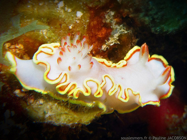 Doriprismatica sedna  - chromodoris de Sedna