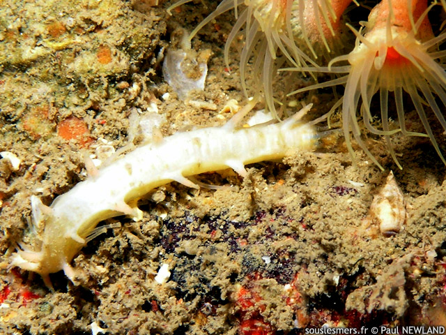 Ocnus lacteus - petit lche-doigts blanc
