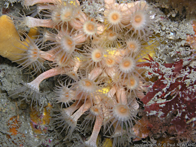 Parazoanthus anguicomus - anmone encrotante blanche