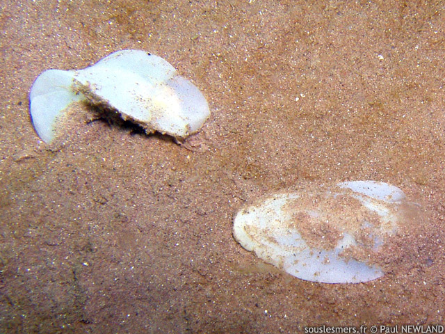 Philine quadripartita - Philine  quatre lobes