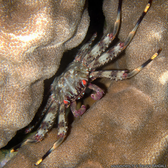 Percnon guinotae - crabe plat aux yeux rouges