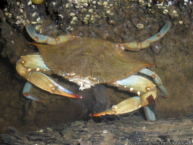 Callinectes sapidus - crabe bleu amricain