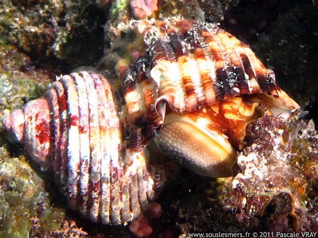 Turbo argyrostomus - turban  bouche d'argent