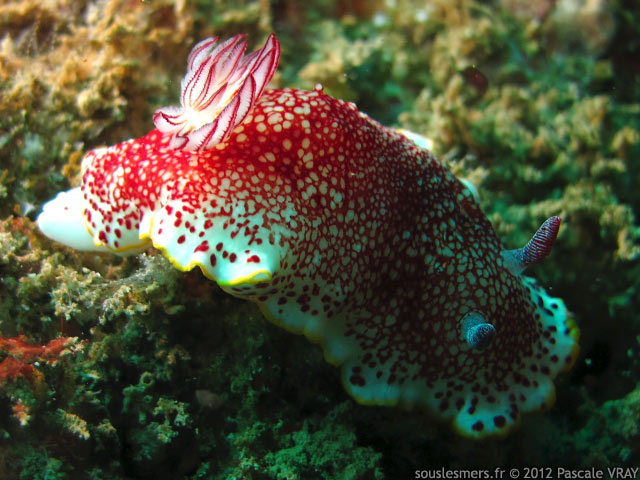 Chromodoris tinctoria - chromodoris rticul rouge