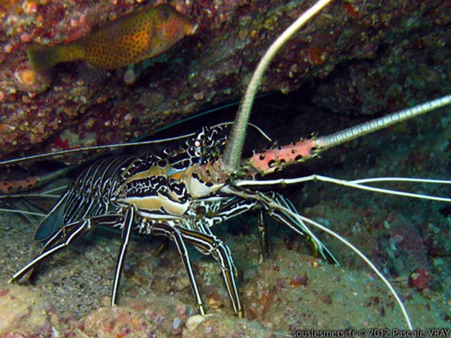 Panulirus versicolor - langouste peinte