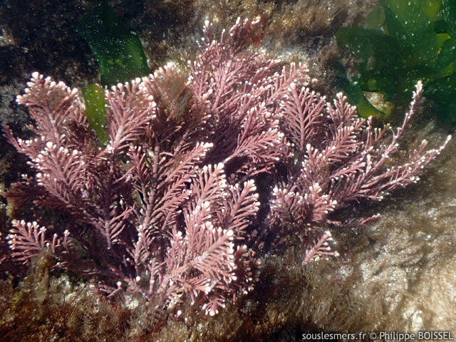 Corallina officinalis - coralline rose
