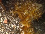 Holothuria cinerascens - holothurie cendrée : tentacules