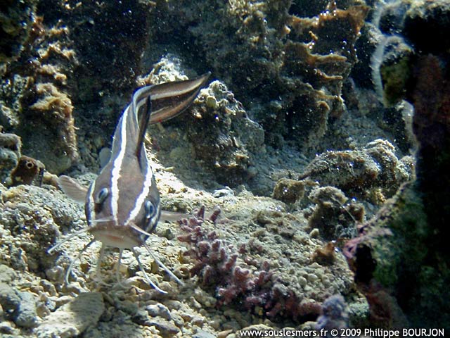 Plotosus lineatus - poisson-chat ray