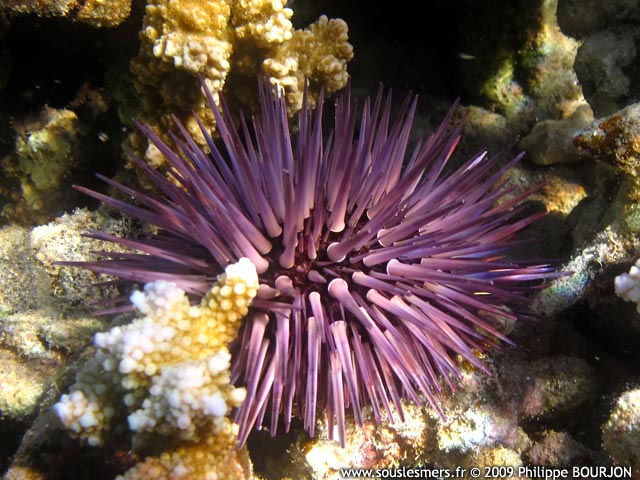 Echinometra mathaei - oursin perforant