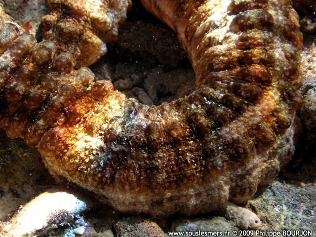 Synapta maculata - holothurie serpent gante