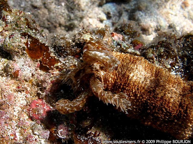 Synapta maculata - holothurie serpent gante