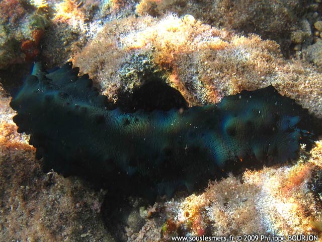 Stichopus chloronotus - holothurie vert bleut