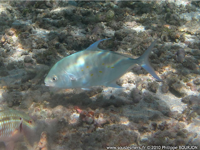 Carangoides orthogrammus - carangue des les