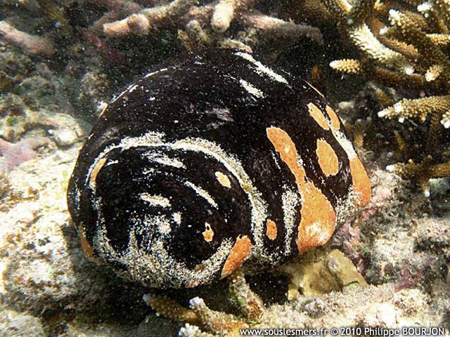 Holothuria nobilis - holothurie noires  mamelles