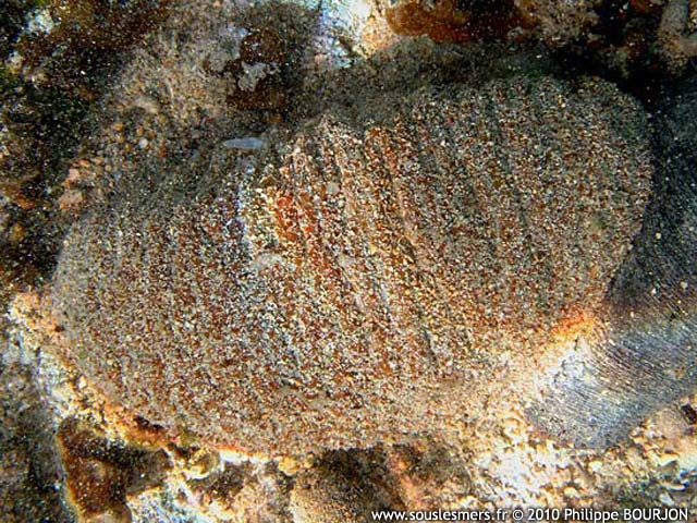 Actinopyga echinites - holothurie brune