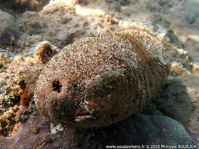 Actinopyga echinites - holothurie brune