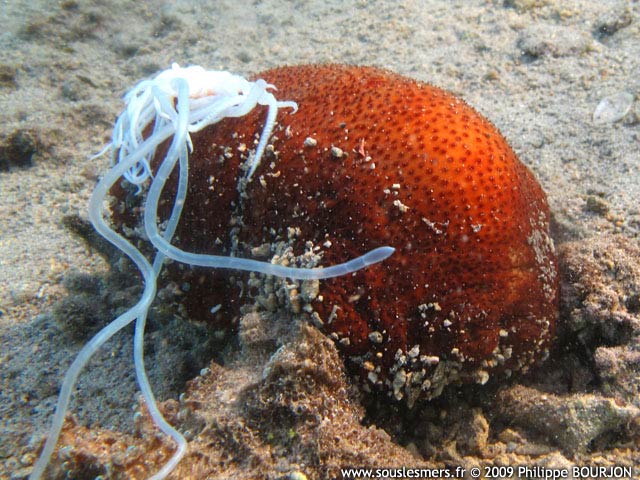 Bohadschia vitiensis - holothurie de sable brune