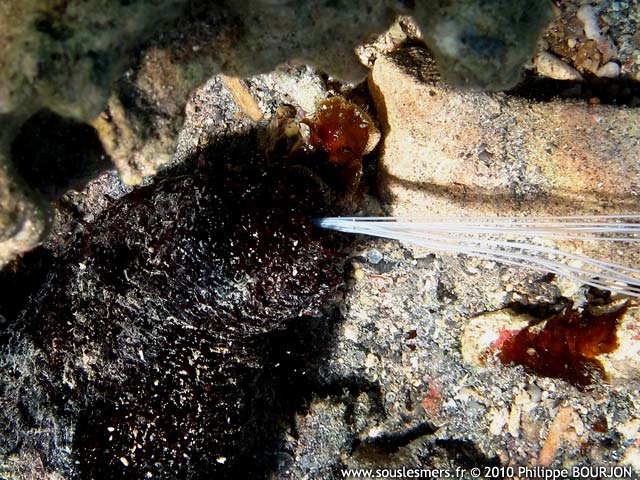 Holothuria leucospilota - holothurie noire