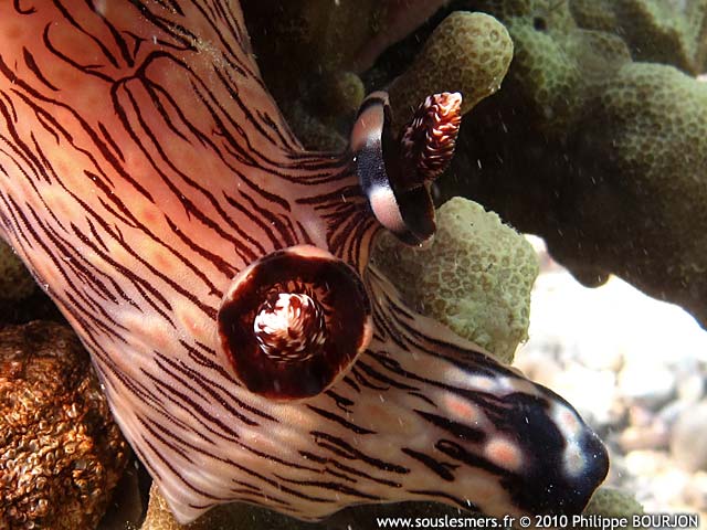 Jorunna rubescens - jorunna veineux