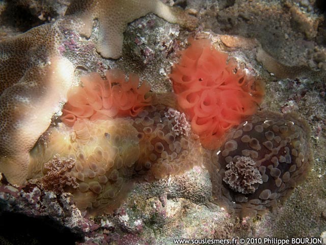 Asteronotus cespitosus - asteronotus verruqueux
