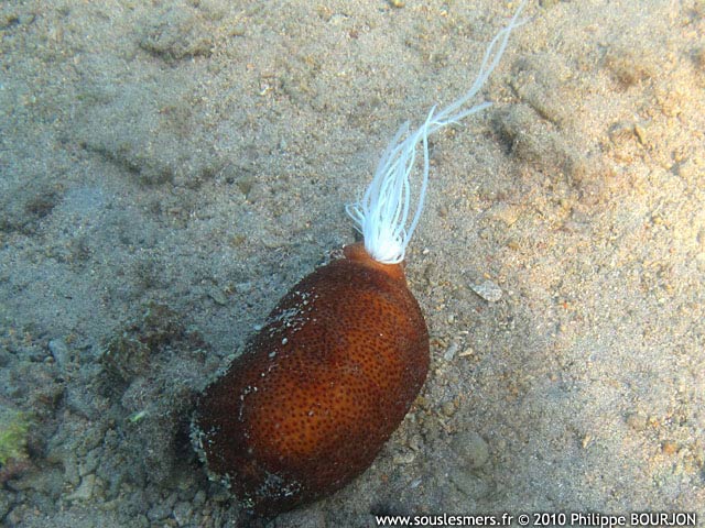 Bohadschia vitiensis - holothurie de sable brune