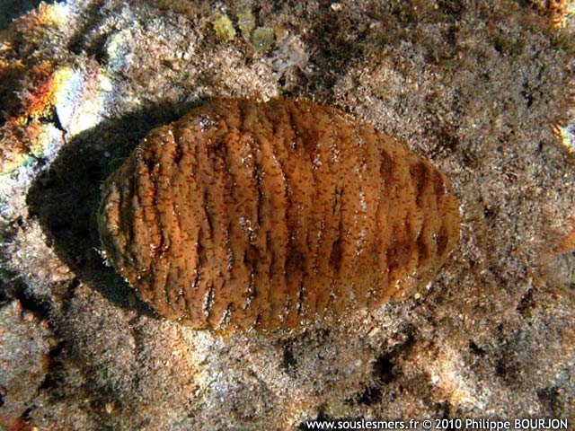 Actinopyga echinites - holothurie brune