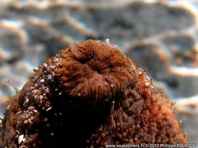 Actinopyga echinites - holothurie brune