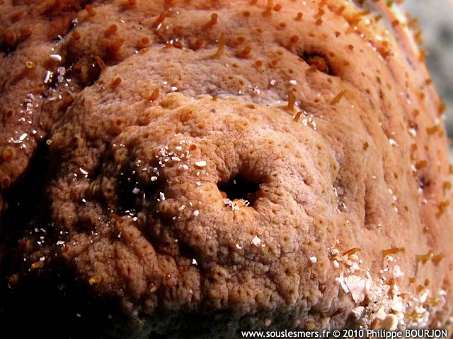 Actinopyga echinites - holothurie brune