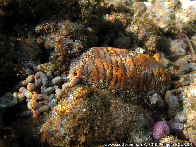 Actinopyga echinites - holothurie brune